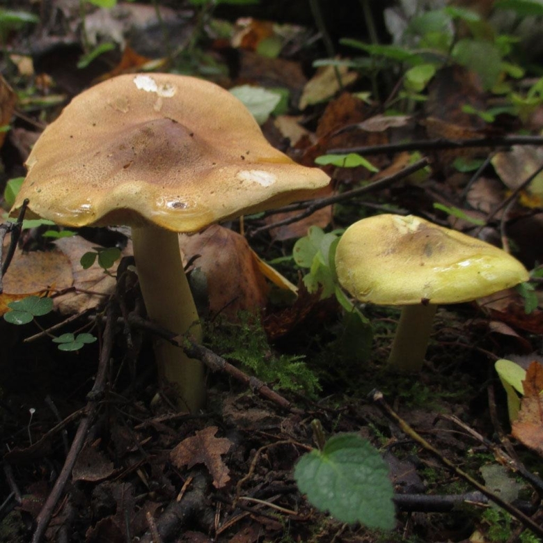 Рядовка Лиственная Tricholoma frondosae