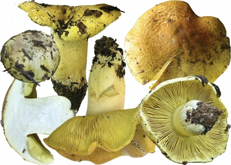 Серушки и зеленушки