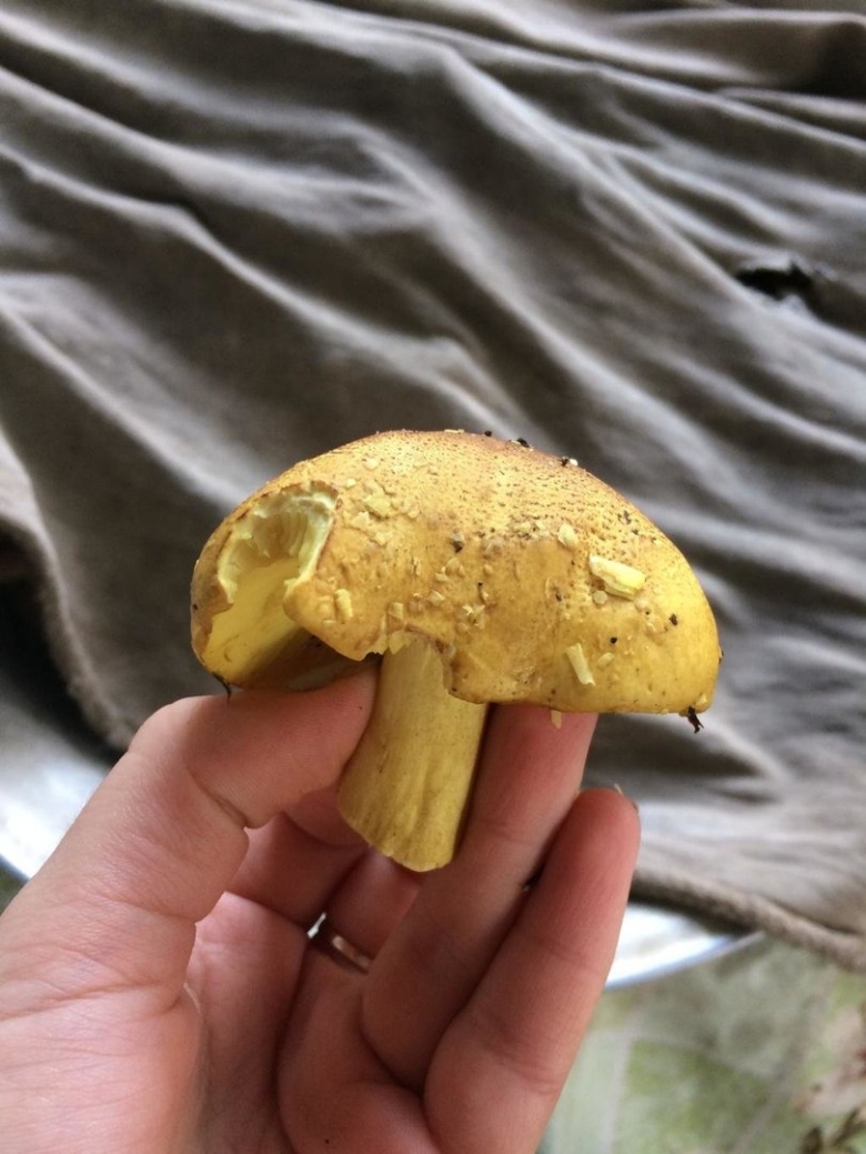 Съедобный пластинчатый гриб зеленуха