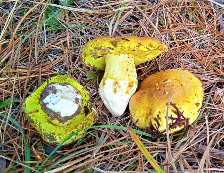 Боровик жёлтый boletus junquilleus