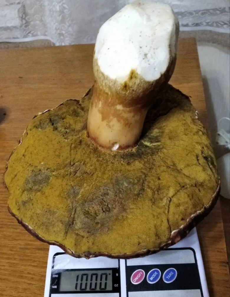 Боровик гриб