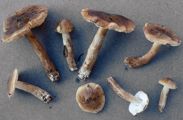 Рядовковые семейства грибов съедобные