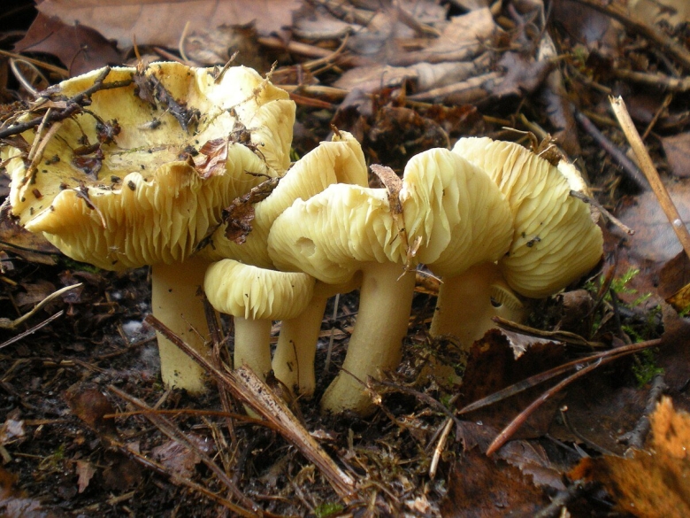 Несъедобные грибы зеленушка