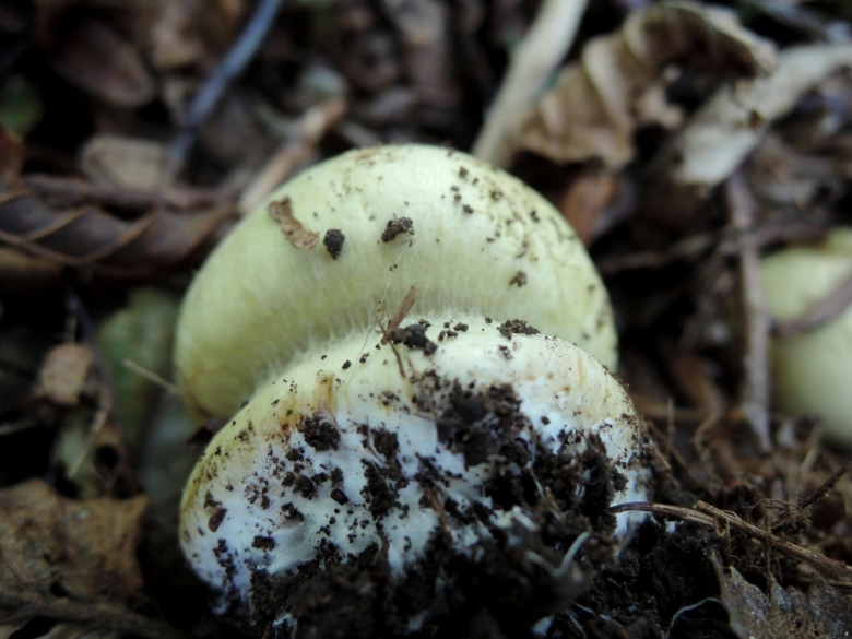 Грибы белушки желтушки