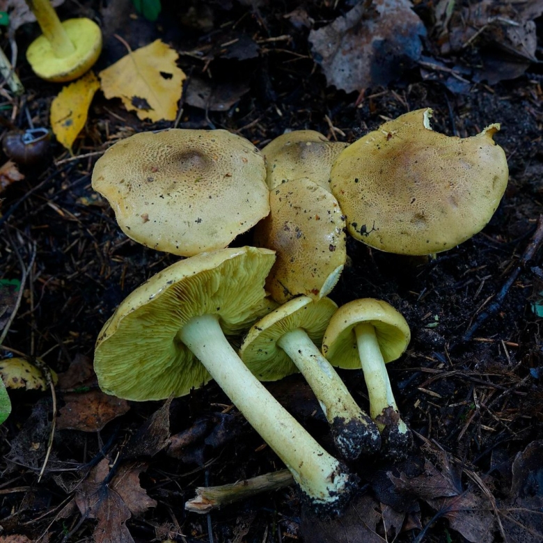 Как выглядят грибы серушки