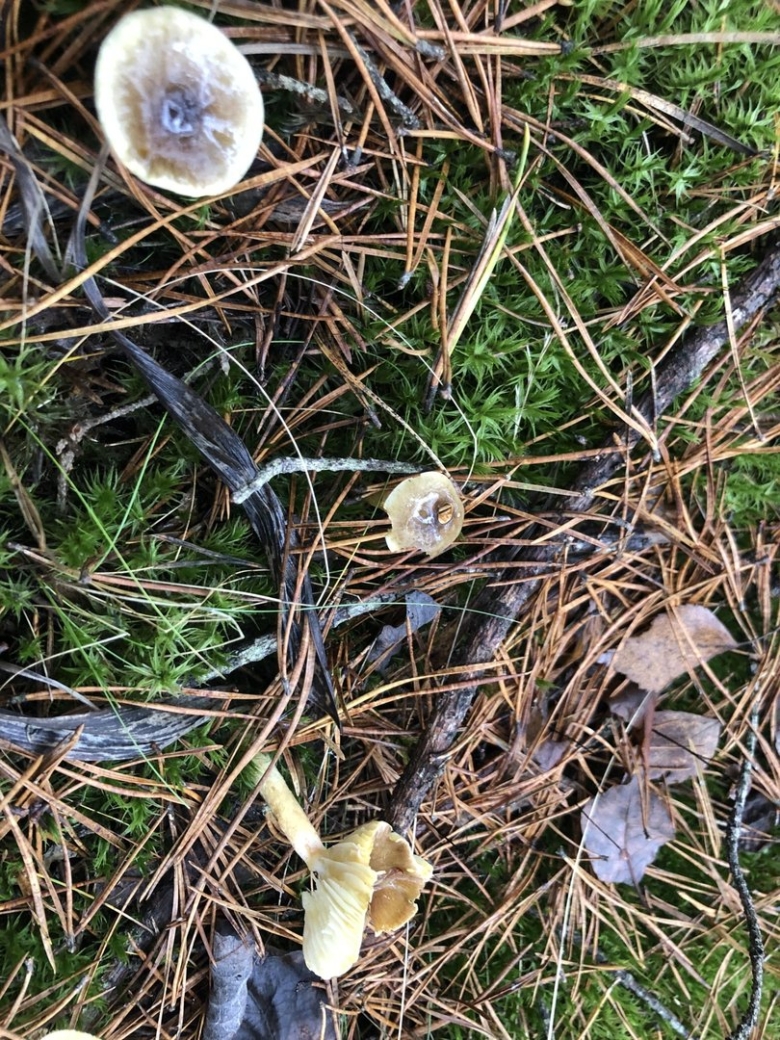 Грибы зелёнки и подзелёнки