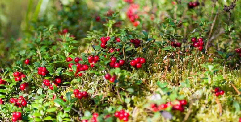 Брусника Поляна