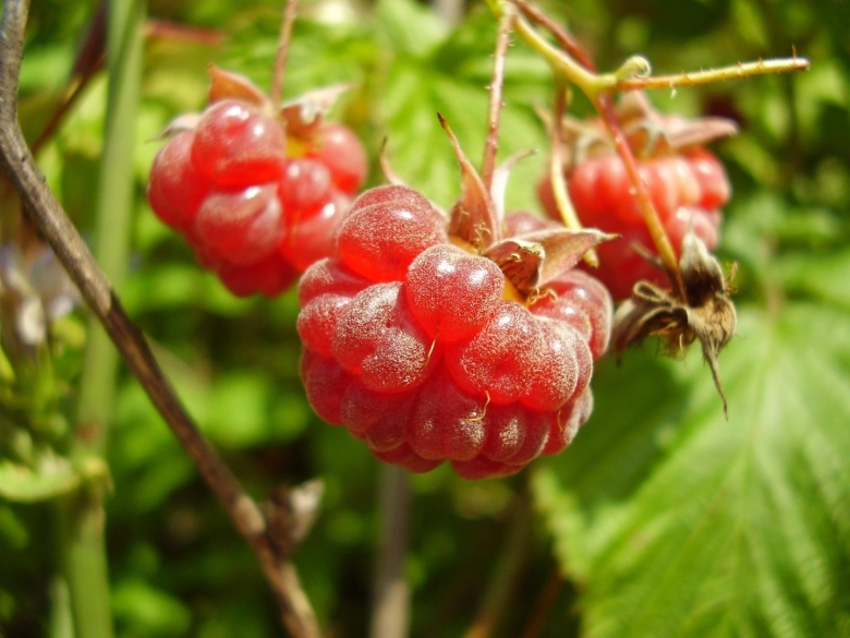 Лесная малина Приморье