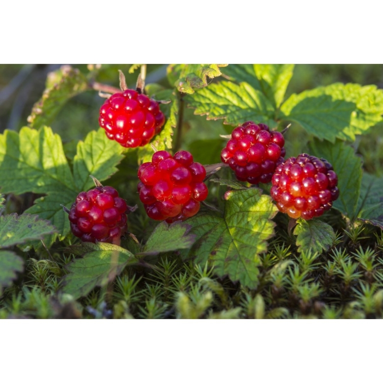 Малина Арктическая Княженика