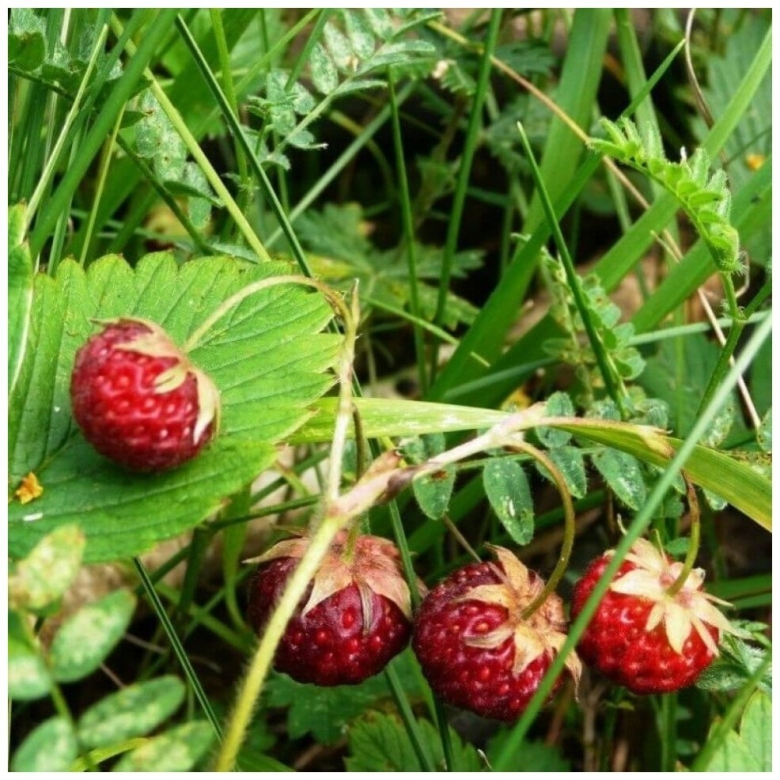 Лесная клубника семена