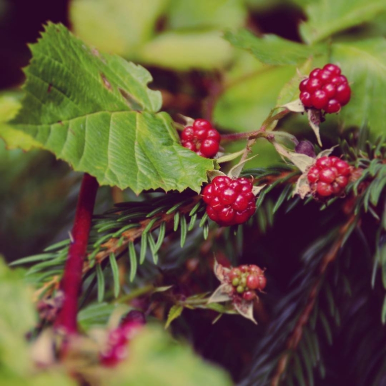 Честер Лесные ягоды