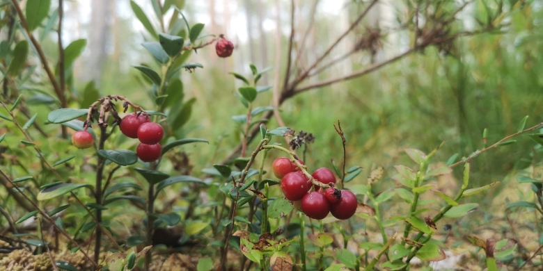 Ягоды Ленинградской области