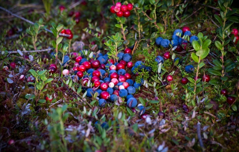 Брусника черника голубика