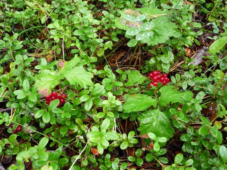 Охта ягода Якутии