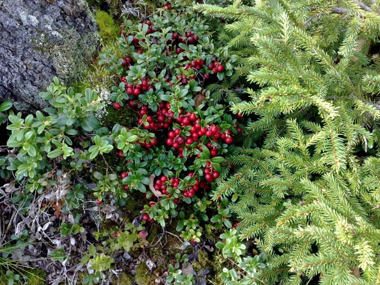 Вечнозеленый кустарник брусника