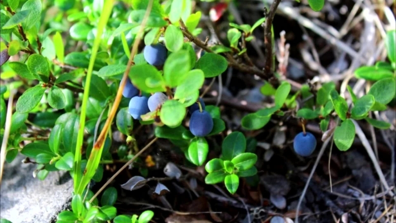 Голубика Магаданская