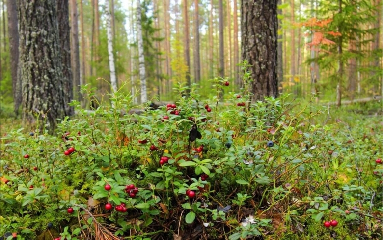 Лес сосняк брусничник