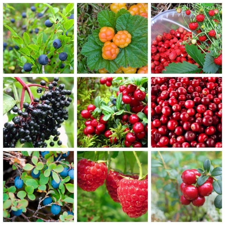 Съедобные дикорастущие ягоды