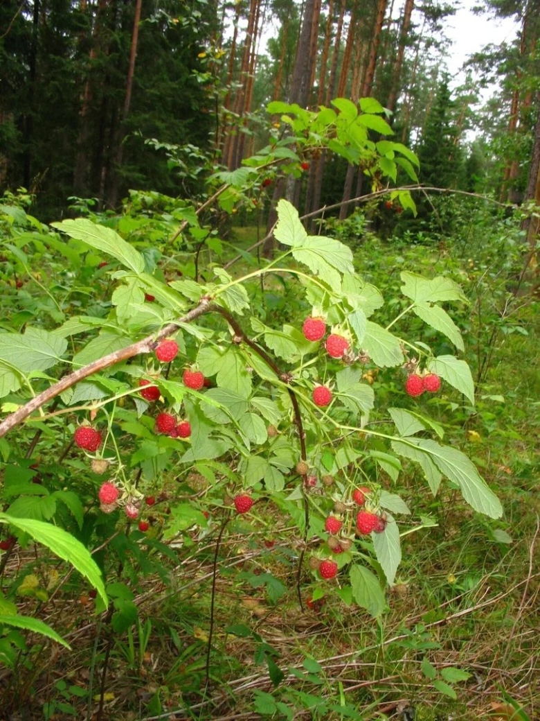 Куст Лесной малины