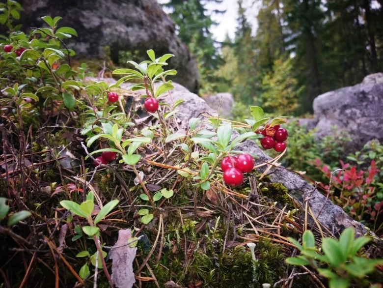 Костомукшский заповедник