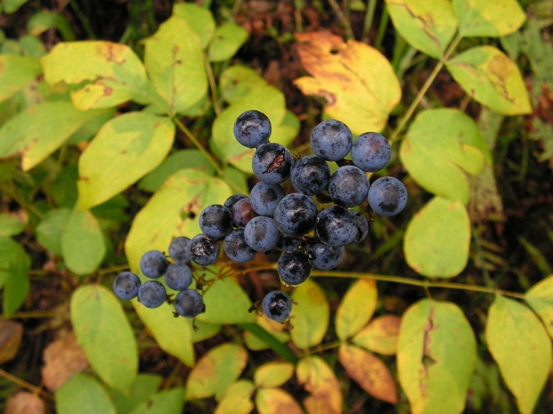 Стеблелист василистниковидный