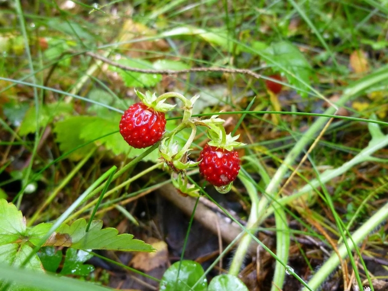 Ягоды Ленинградской области