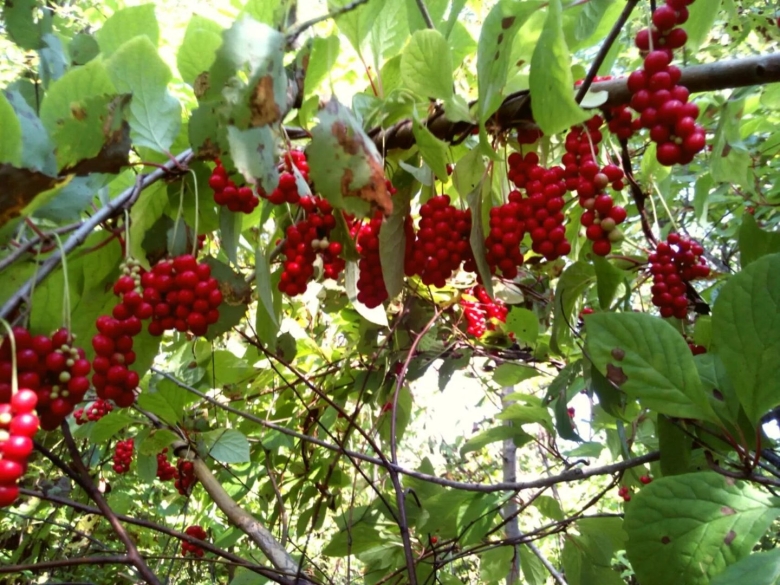 Лимонник Дальневосточный