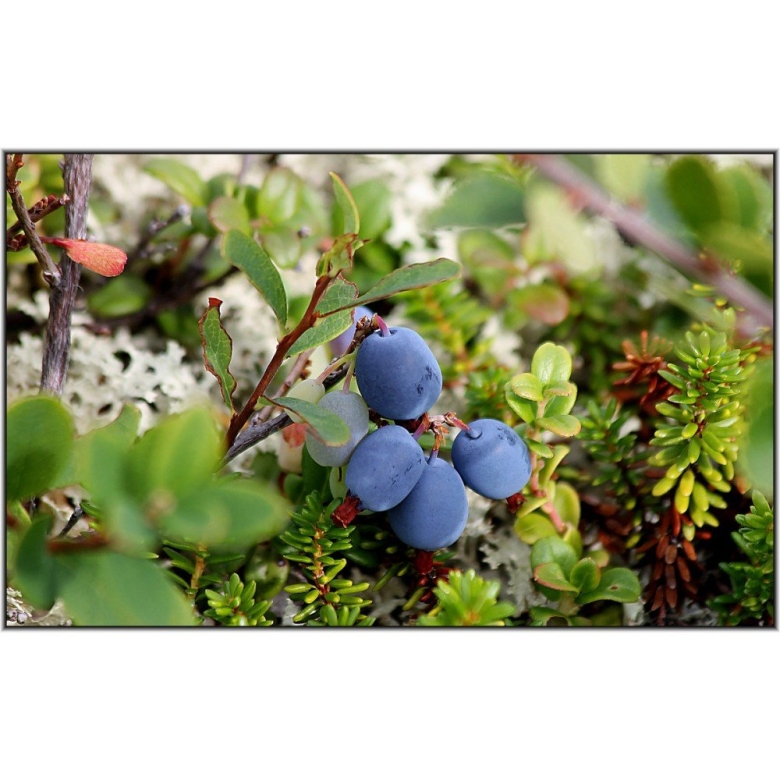 Голубика обыкновенная гонобобель