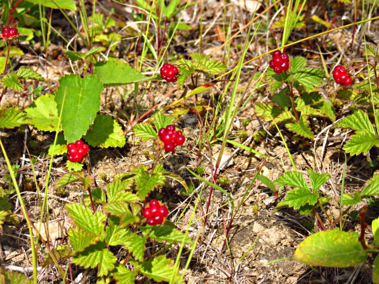 Малина Арктическая Княженика