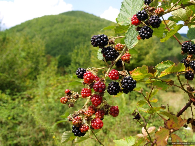 Лесная ягода куманика