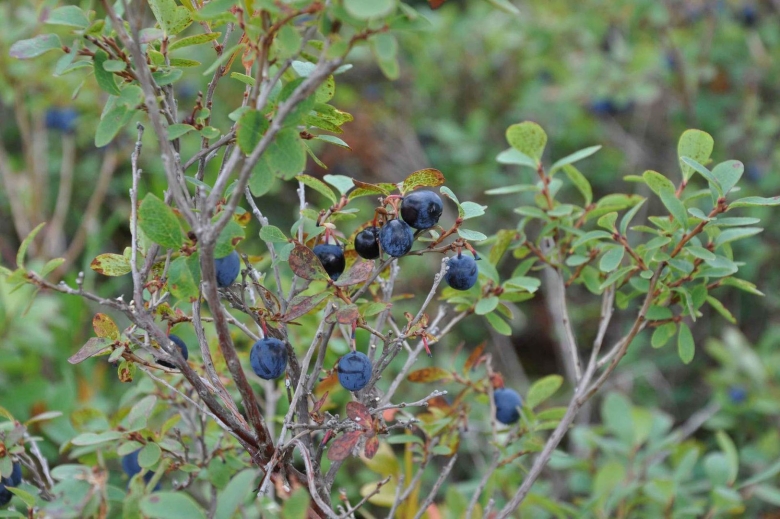 Ягоды Приморского края