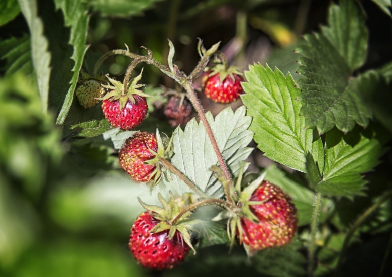 Сибирская земляника Лесная