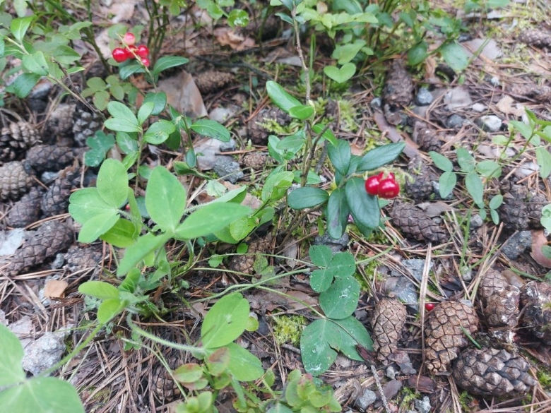 Брусника лесная обыкновенная