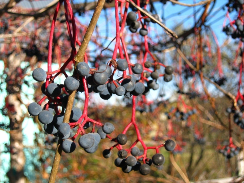Дальневосточный виноград Амурский дикий