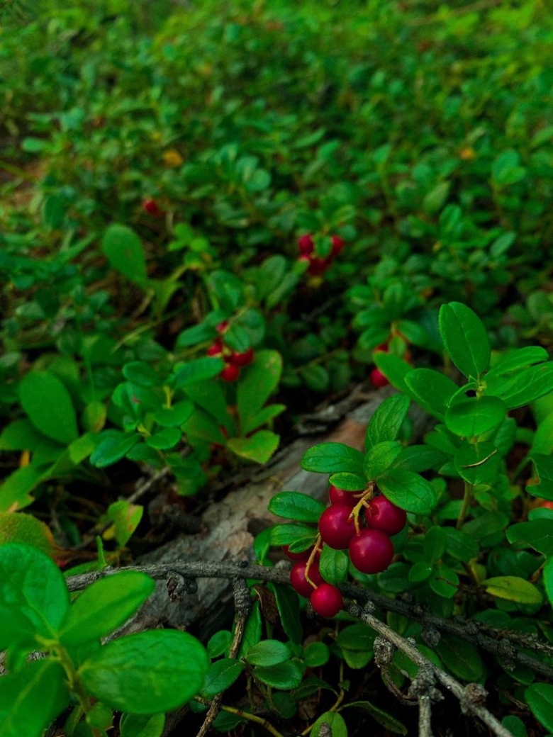 Теневыносливые кустарники брусника