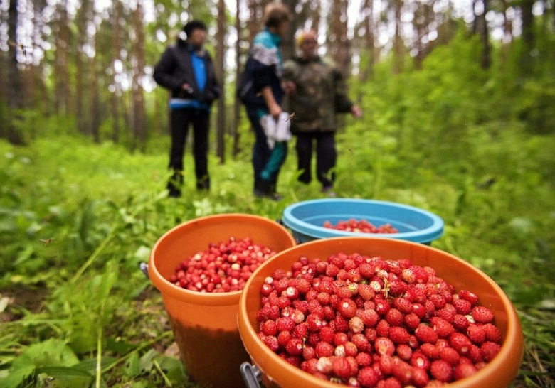 Сбор дикорастущих ягод