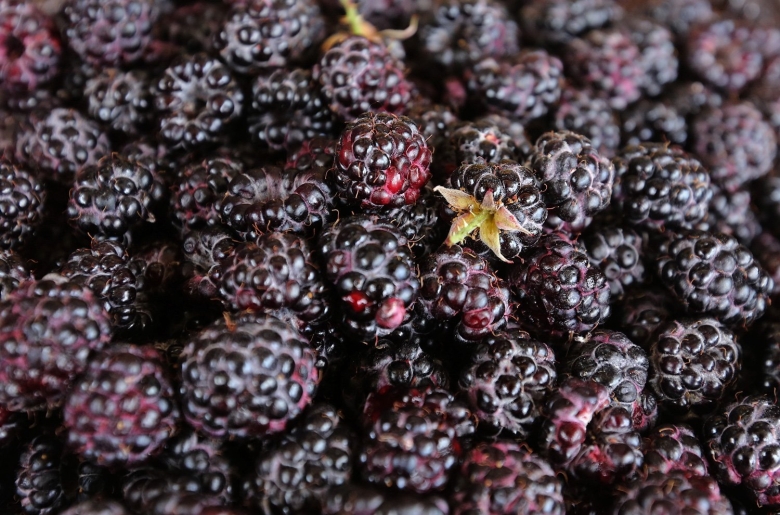 Клюква голубика Морошка