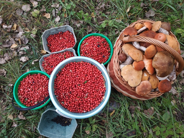 Собирание грибов и ягод