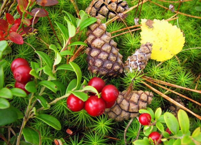 Кедровые шишки и ягоды