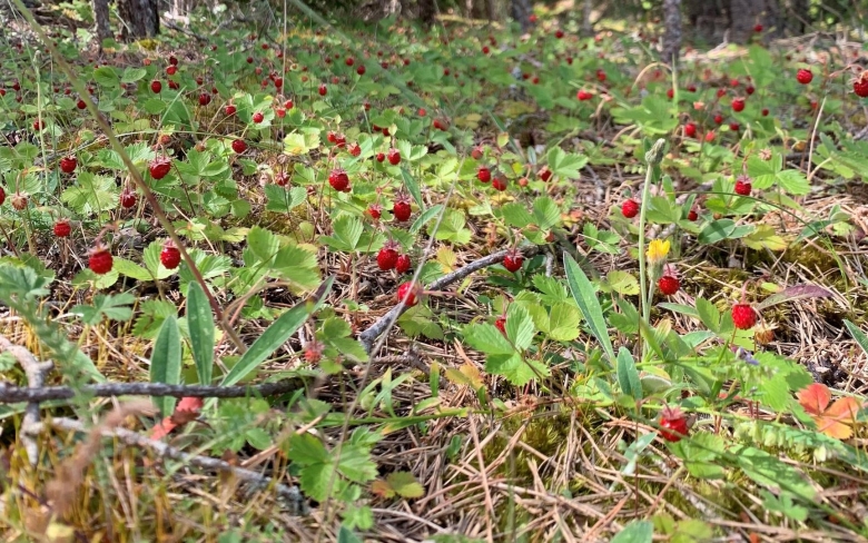 Лесная полянка с земляникой