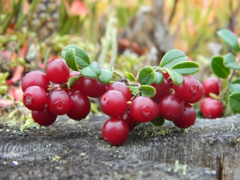 Ягоды Морошка голубика брусника