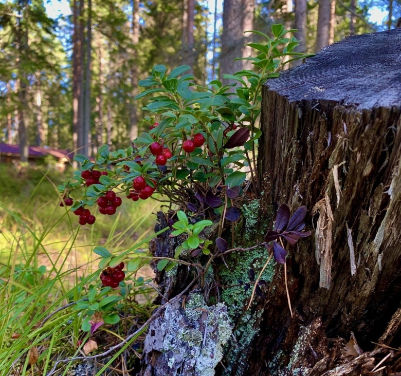 Фото лесных ягод в лесу
