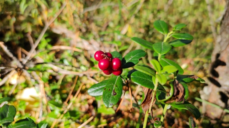 Общество Дикие ягоды