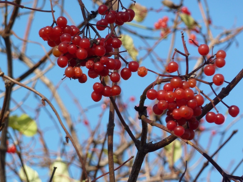 Ягоды Приморского края