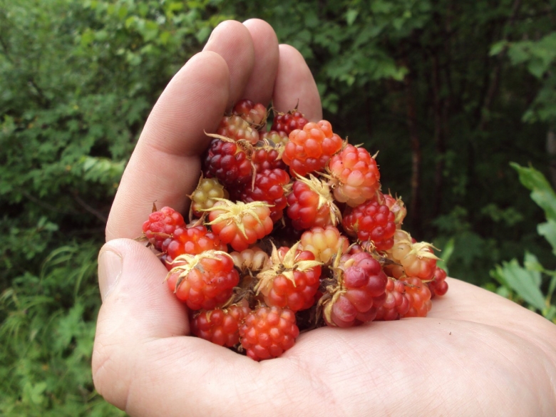 Княженика на Камчатке