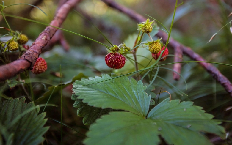 Земляника Лесная кустик
