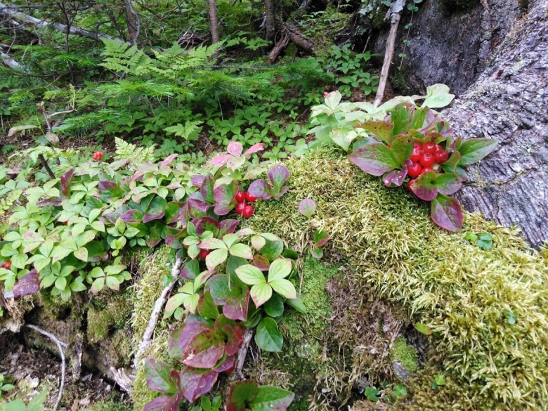 Брусника на Сахалине