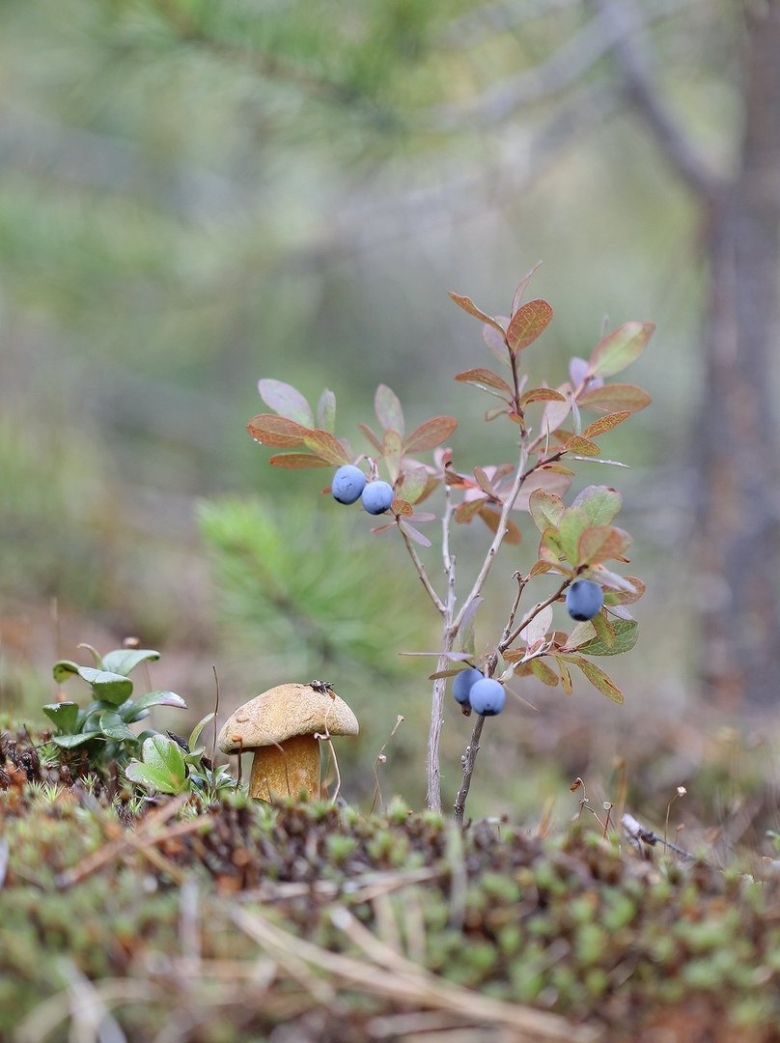 Осенние ягоды в лесу