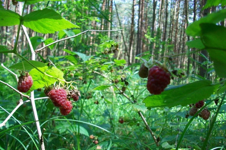 Малина обыкновенная Лесная