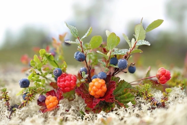 Морошка Северная Тундровая ягода